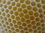 Miel de printemps "intermédiaire " Erables/Accacia 500gr